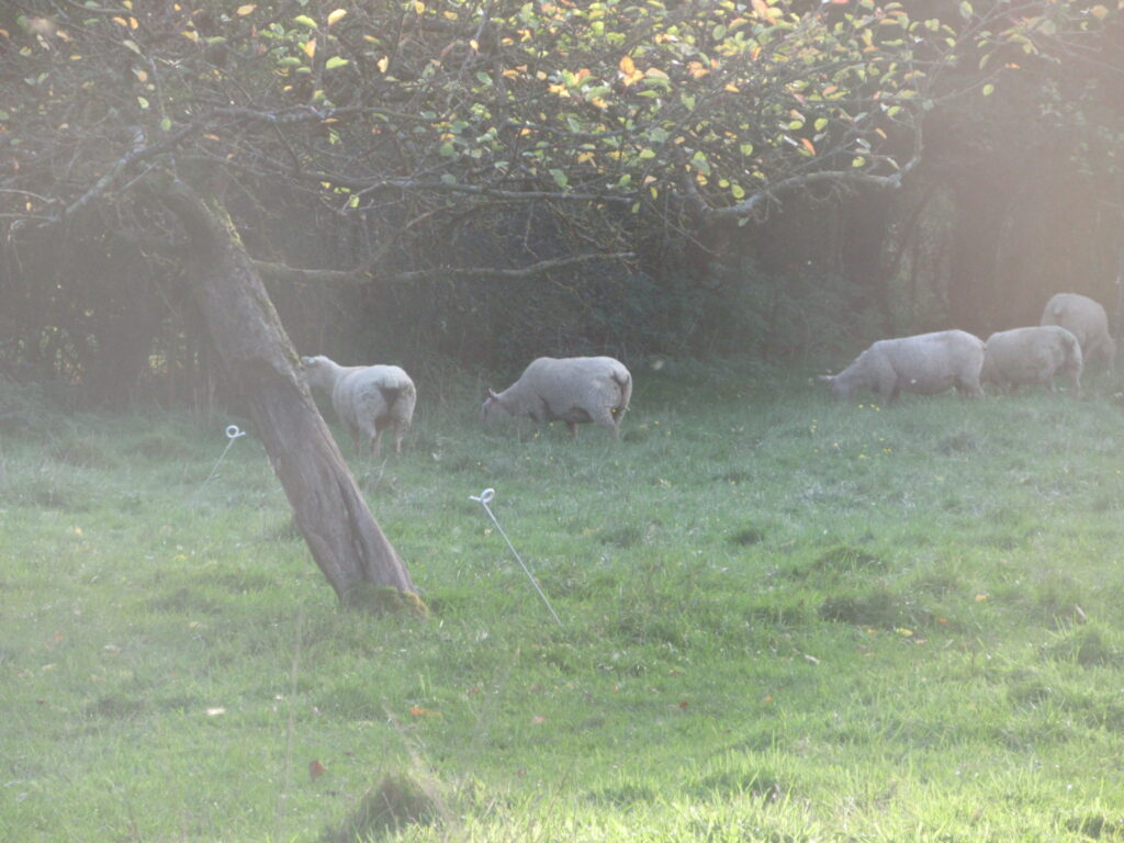 Les moutons