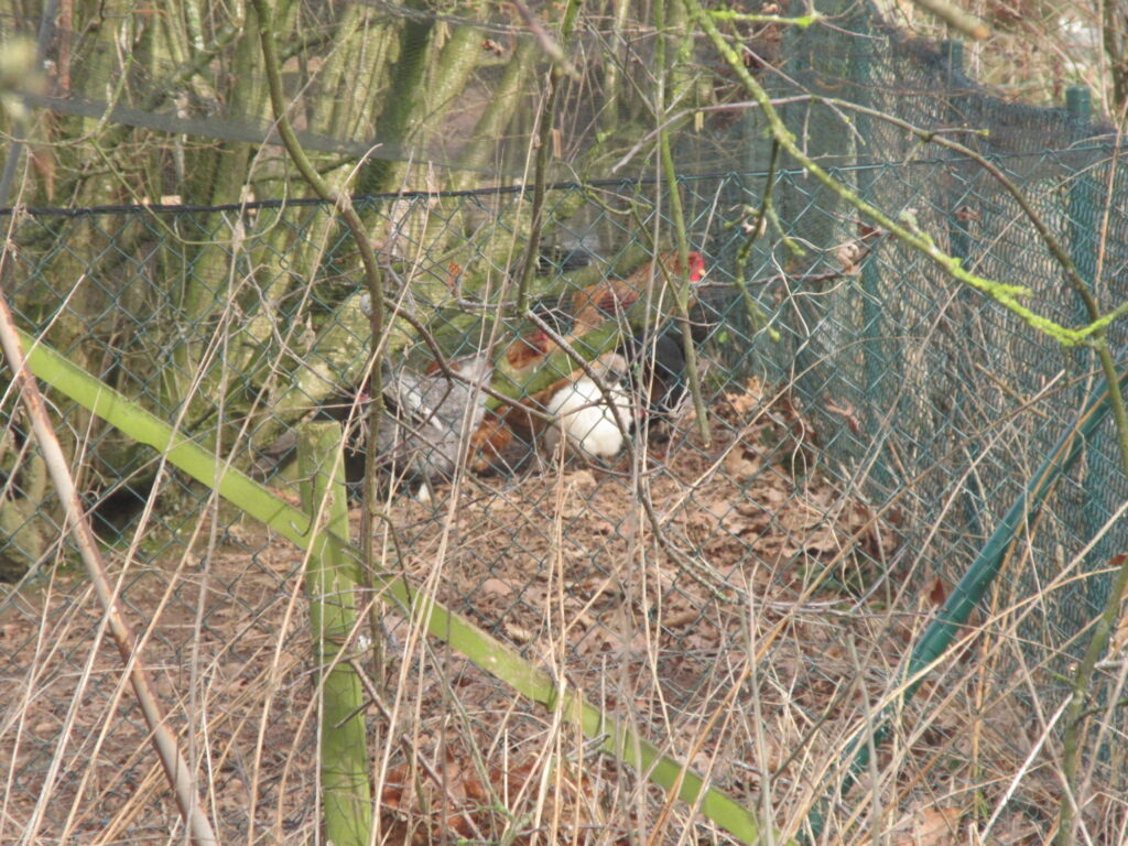 Les poules