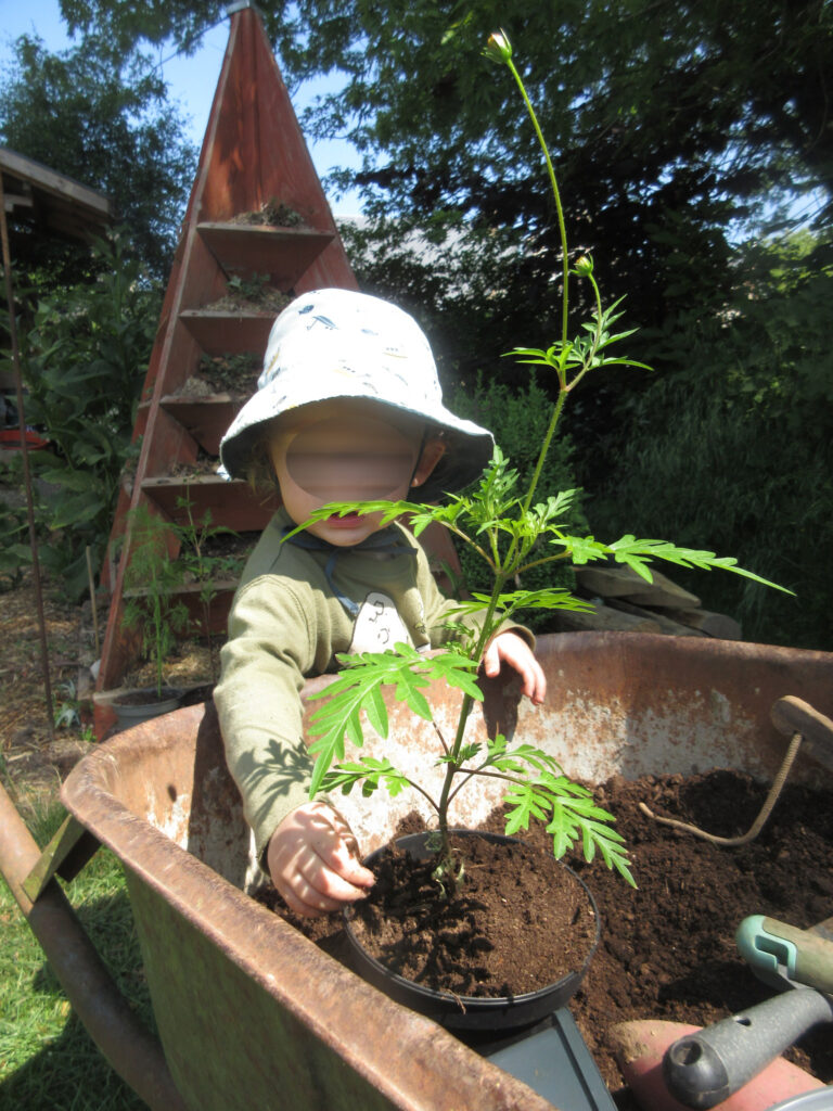 Transplanter les fleurs